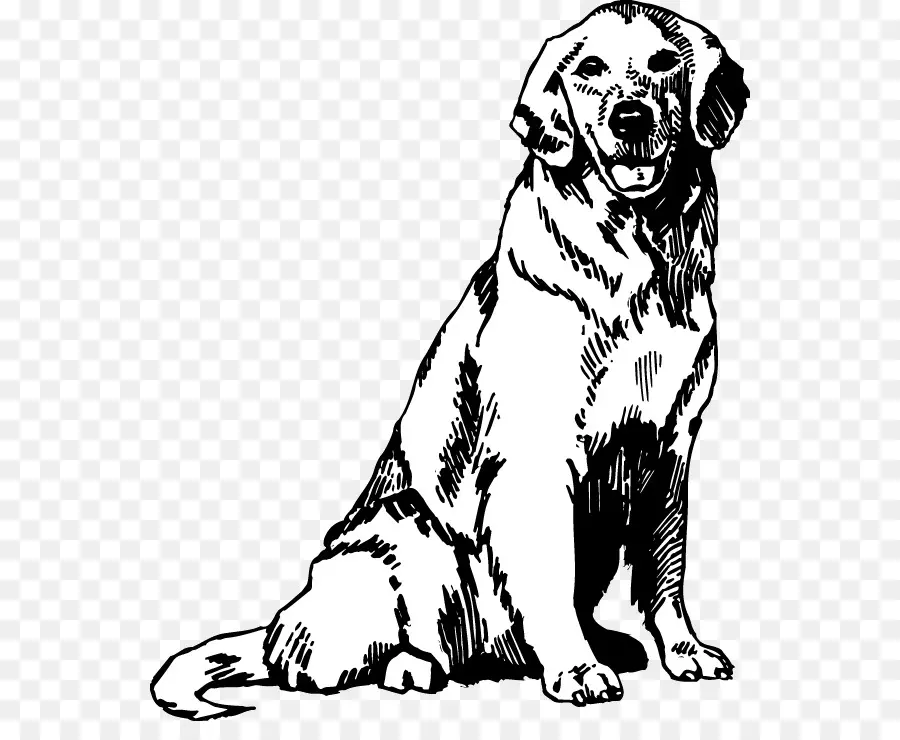 Golden Retriever，Filhote De Cachorro PNG