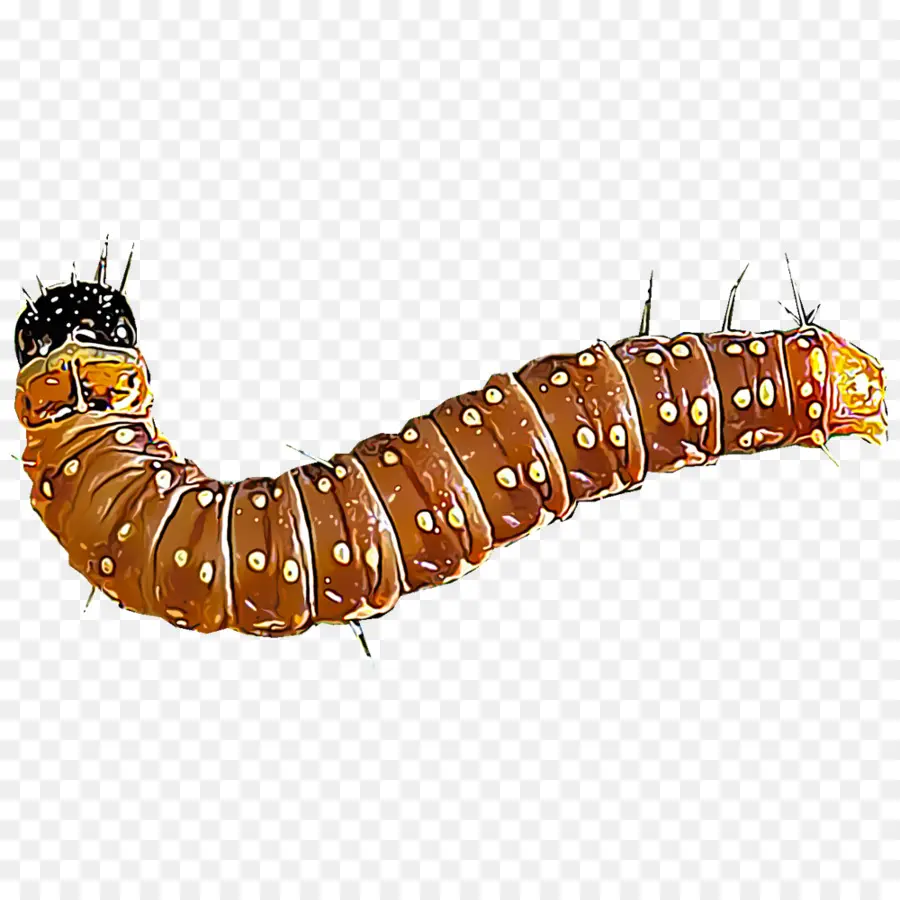 Caterpillar，Inseto PNG