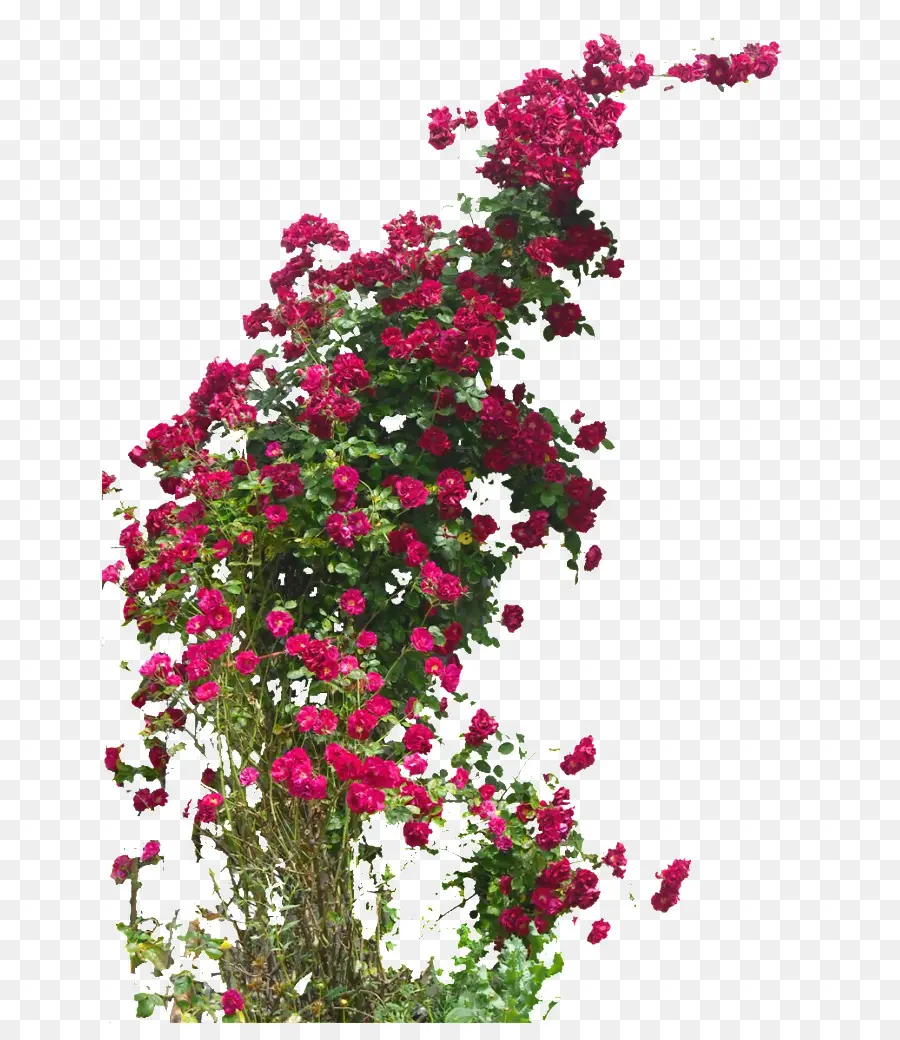 As Rosas Do Jardim，Ramblerrose PNG