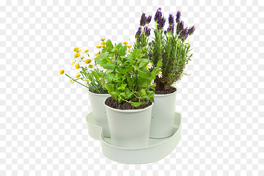 Vasos De Plantas，Ervas PNG