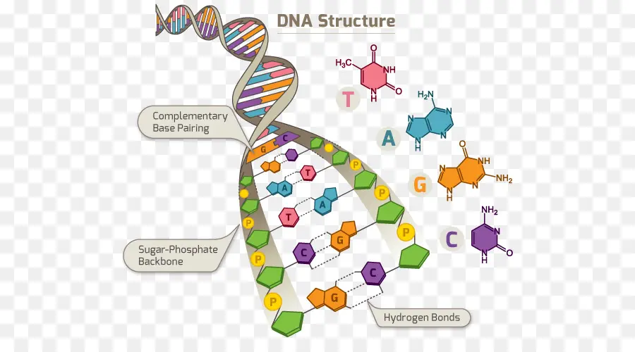 Dna，Projeto Genoma Humano PNG