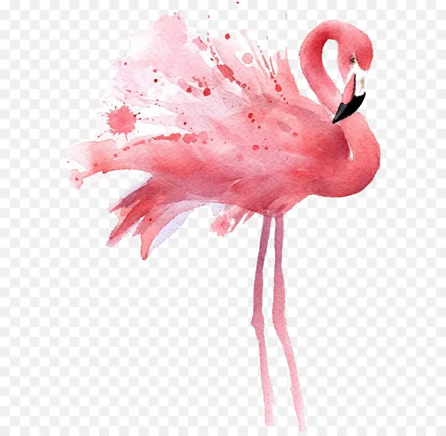 Pintura Em Aquarela，Flamingo PNG