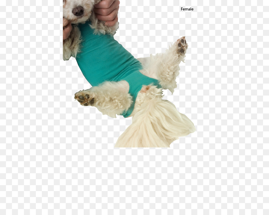 Raça Do Cão，Cachorro PNG