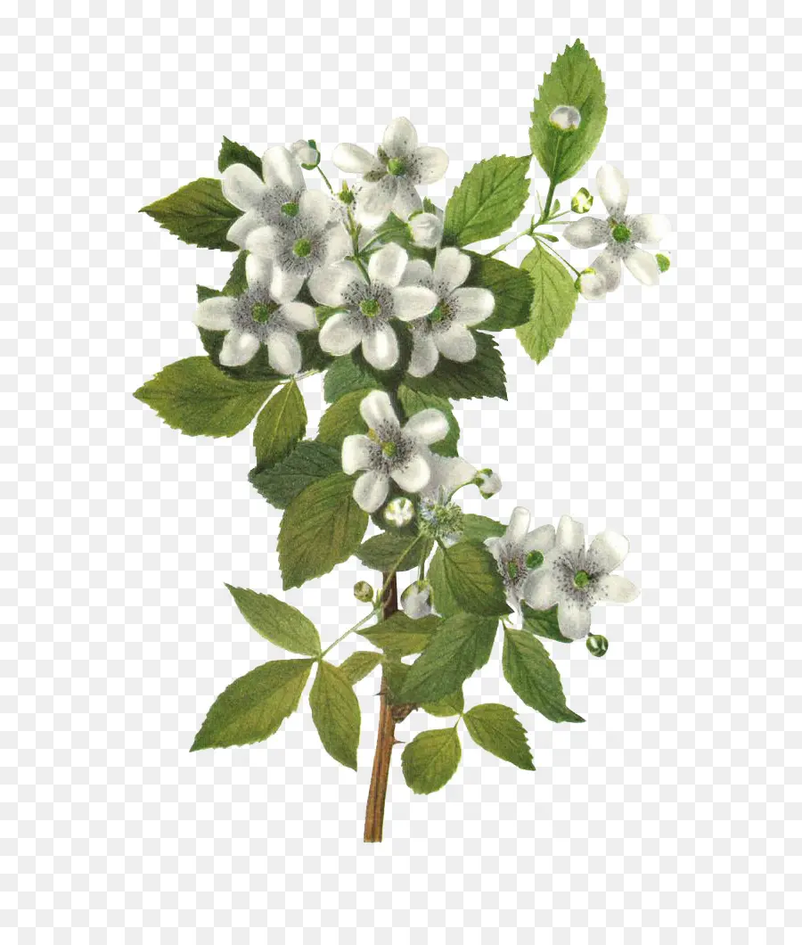 Flores Brancas，Folhas Verdes PNG