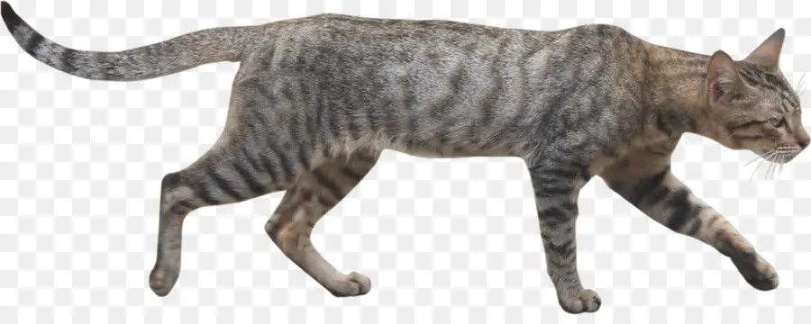 Gato，Bicho De Estimação PNG