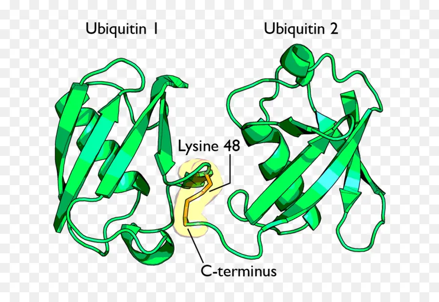 Estrutura Da Ubiquitina，Ubiquitina PNG