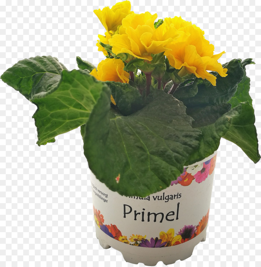 Flores De Corte，Flowerpot PNG