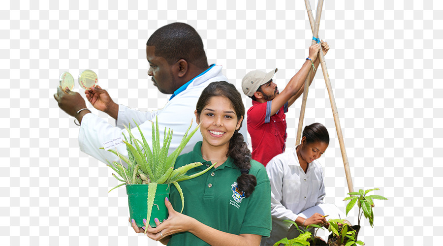 Uwi Faculdade De Alimentação E A Agricultura，Agricultura PNG