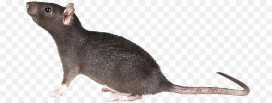 Mouse，Marrom De Ratos PNG