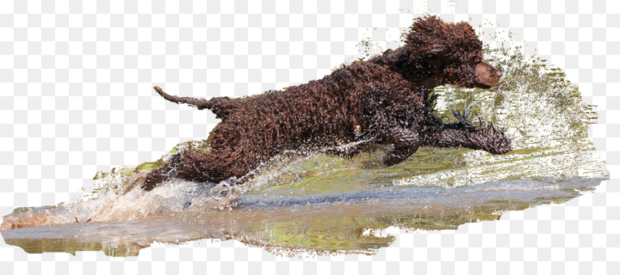 Irish Water Spaniel，Boykin Spaniel PNG