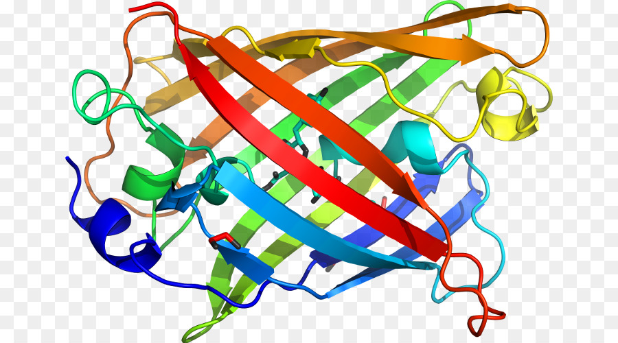 Estrutura Proteica，Biologia PNG