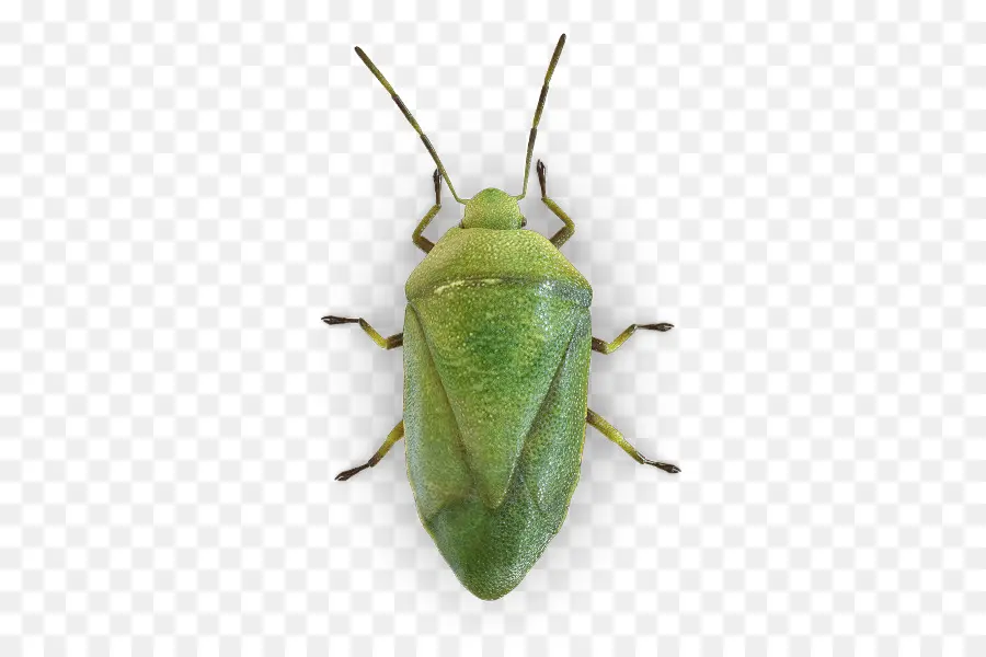 Inseto，Verdadeiro Bugs PNG