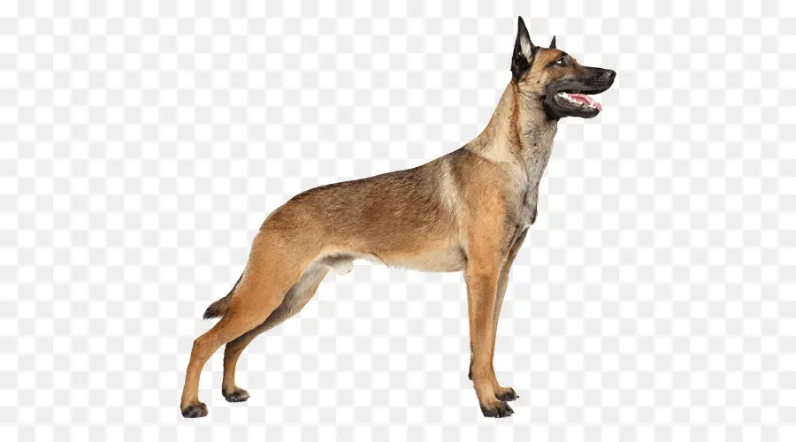 Malinois Cão，Pastor Alemão PNG