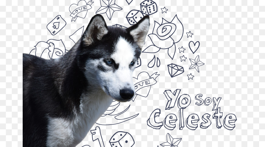 Husky Da Sibéria Em Miniatura，Husky Siberiano PNG