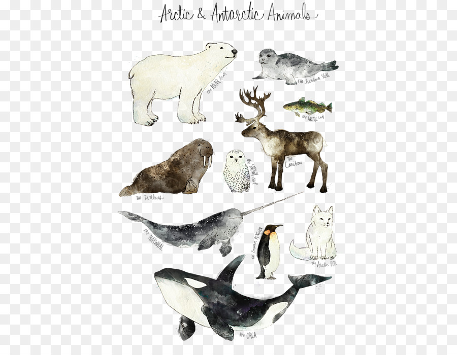 Animais árticos，Urso Polar PNG