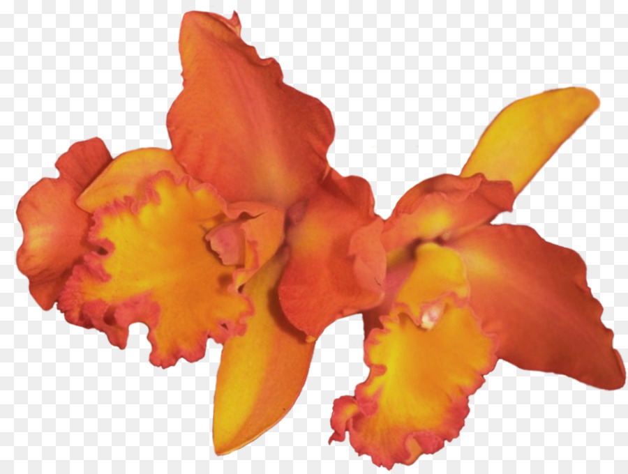 Orquídea Rosa，Florescer PNG