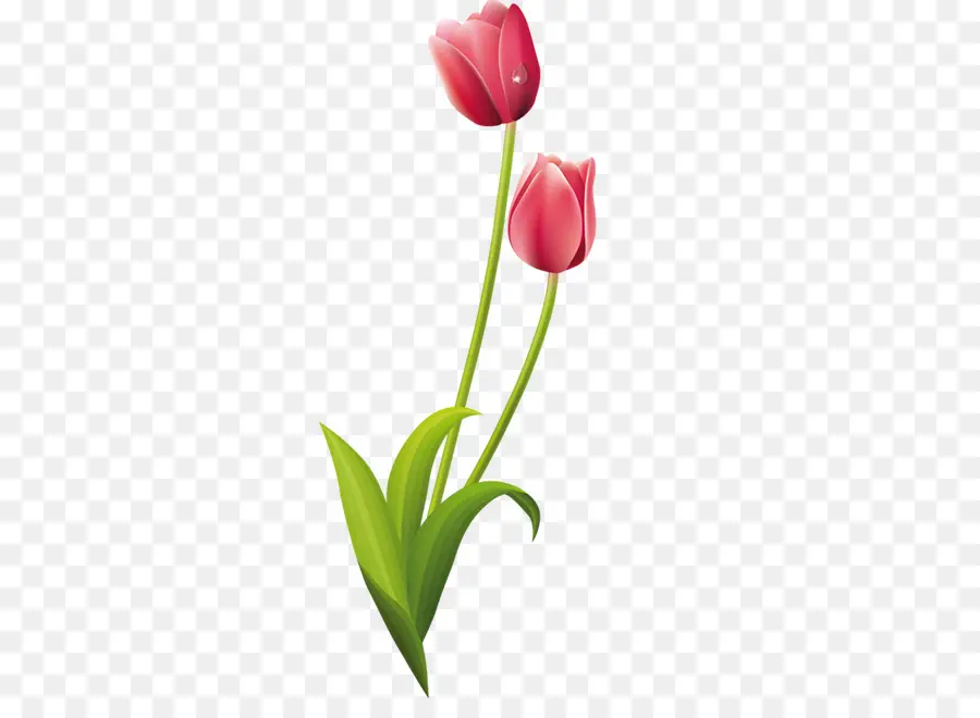 Tulip，Desenhos De Flores PNG