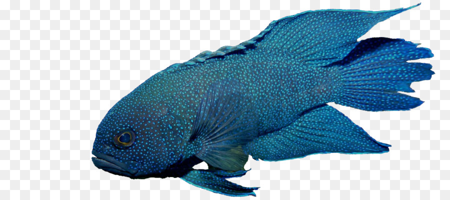 Peixe，Parapleopsi Bleekeri PNG
