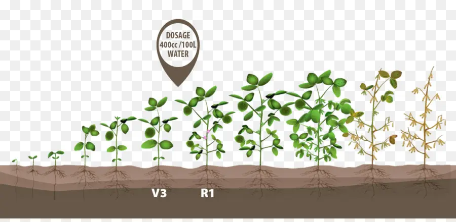 Estágios De Crescimento Das Plantas，Mudas PNG