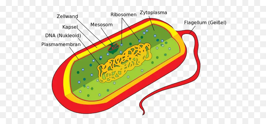 Estrutura Da Célula Bacteriana，Ribossoma PNG