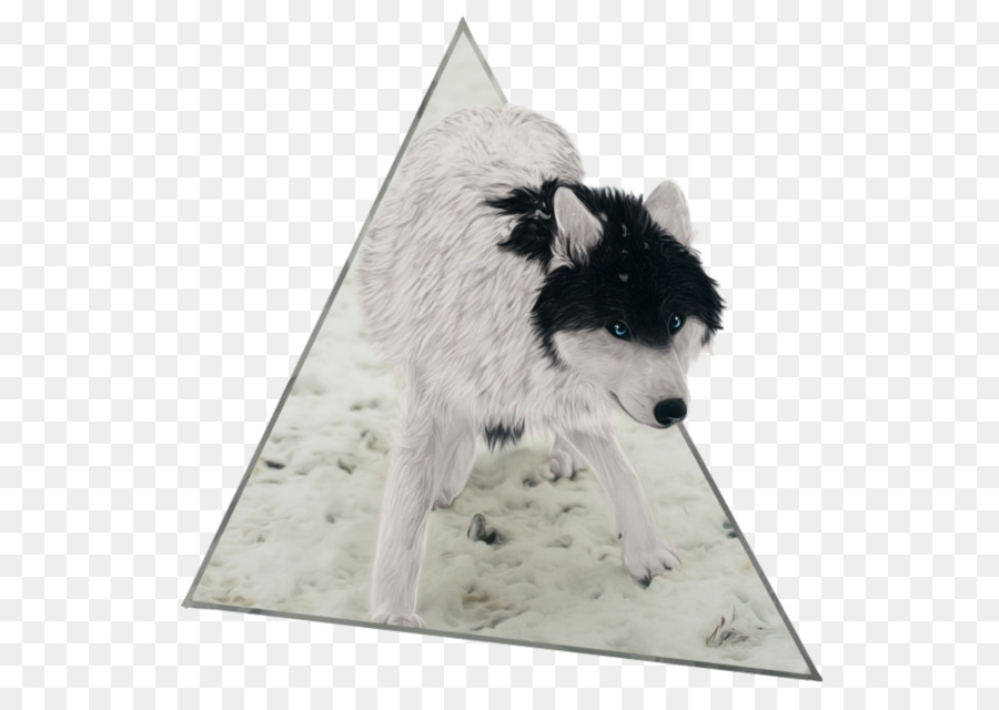 Raça Do Cão，Husky Siberiano PNG