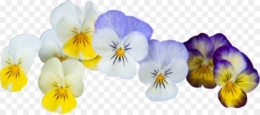 Flores，Colorido PNG