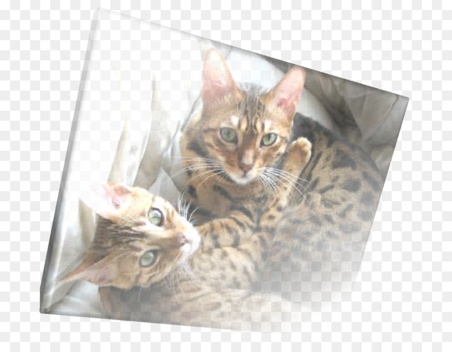 Gato Bengal，Toyger PNG