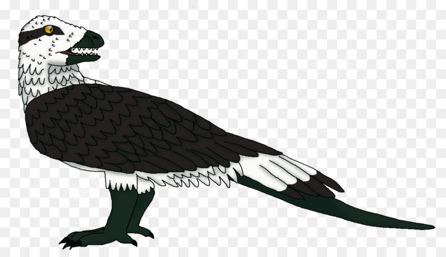 Urubu，Aves PNG