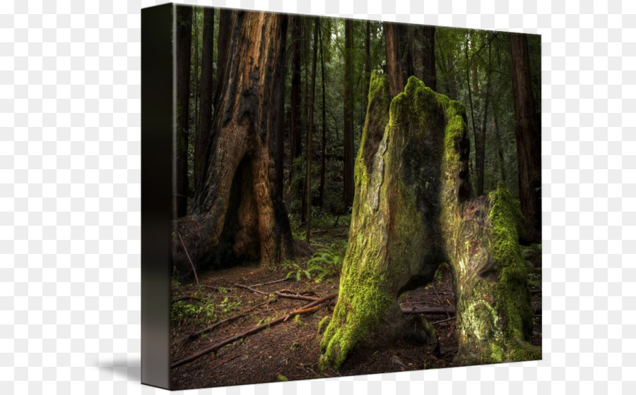 Costa Redwood，O Monumento Nacional Muir Woods PNG