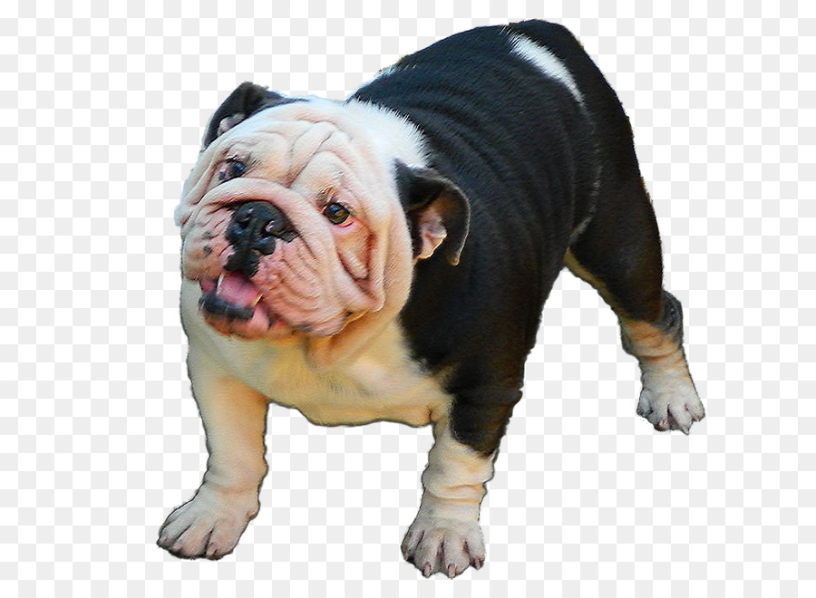 Buldogue，Cachorro PNG