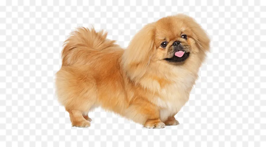 Pekingese，Filhote De Cachorro PNG