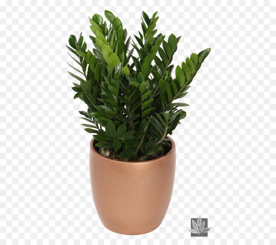 Zamioculcas Zamiifolia，Plantas De Interior PNG