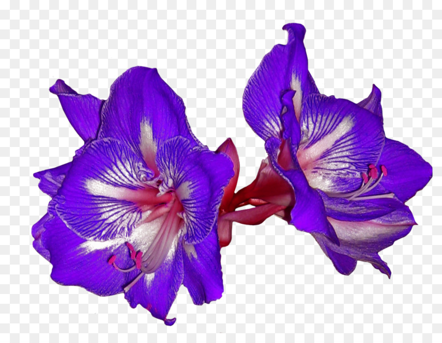 Flores Azuis，Orquídea PNG