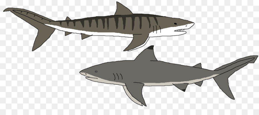 Tubarão Tigre，Squaliform Tubarões PNG