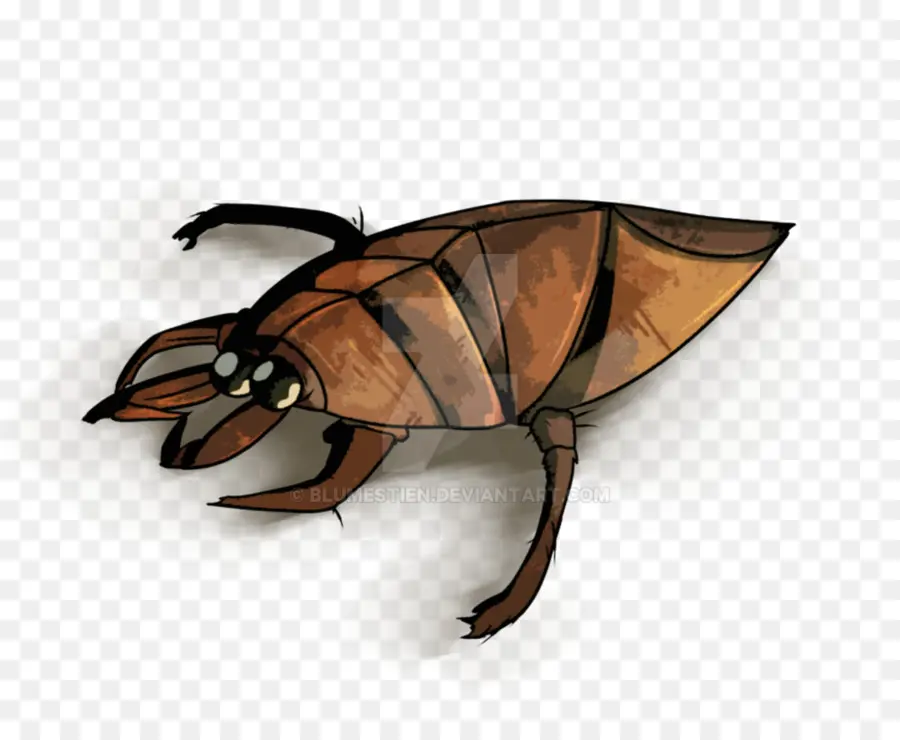 Inseto，Gigante De água Bugs PNG