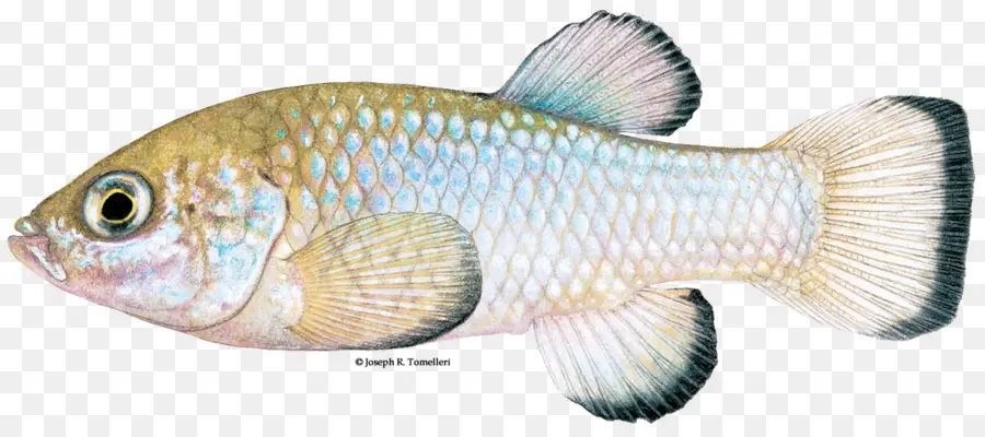 Peixe，Aquático PNG