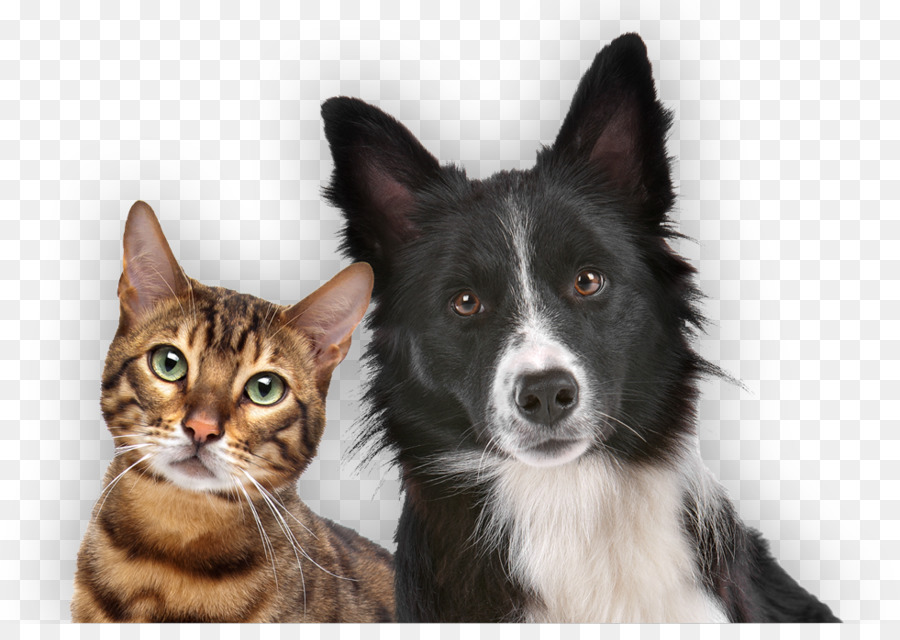 Filhote de cachorro gatinho gato sons de animais: bebê fazenda jogo cão,  gato, gato como mamífero, animais, carnívoro png