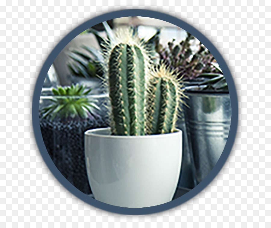 Cactus，Lápis Cacto PNG