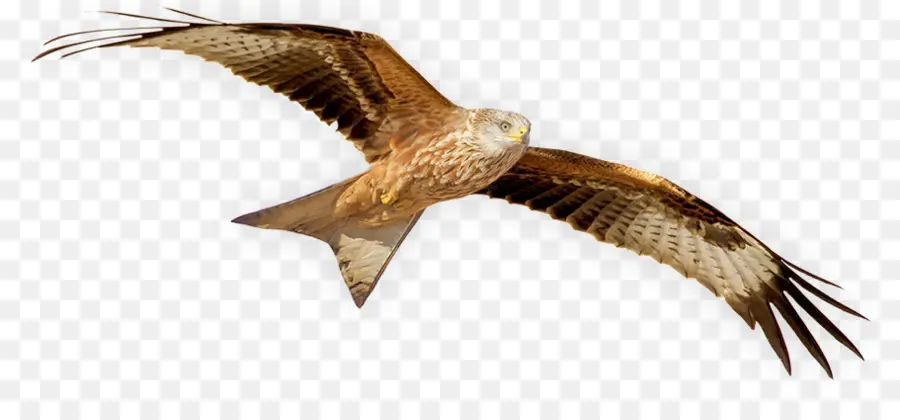 águia，Hawk PNG