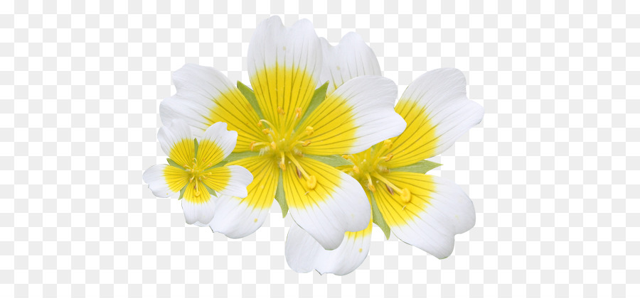 Flores De Corte，Planta Herbácea PNG