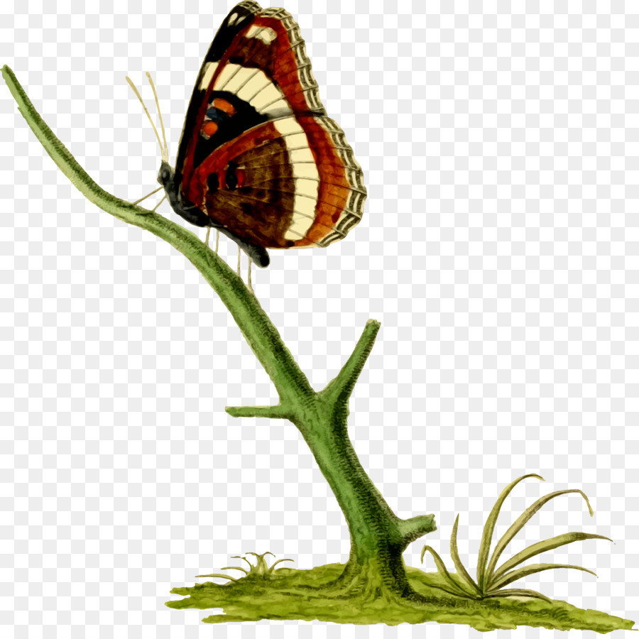 Borboleta No Galho，Filial PNG