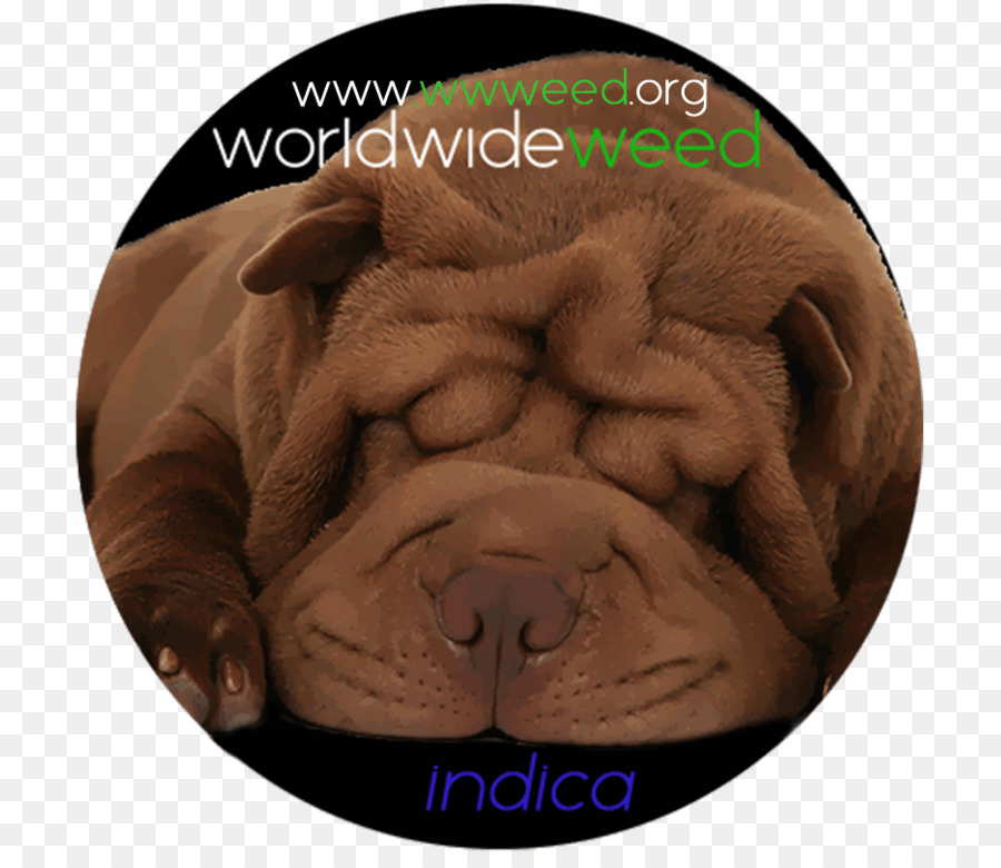 Shar Pei，Chow Chow PNG