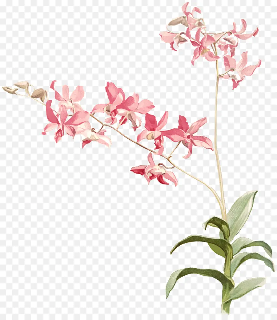 Reichenbachia Orquídeas Ilustrado E Descrito，Orquídeas PNG
