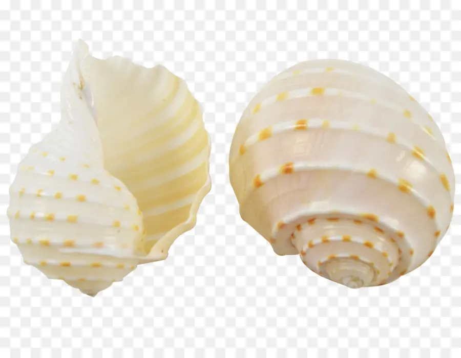 Seashell，Tonna Galea PNG