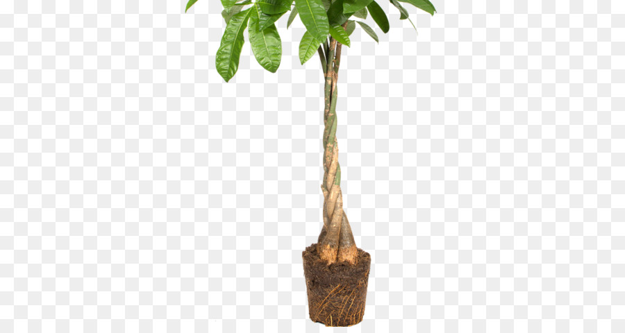 Guiana Castanha，Flowerpot PNG