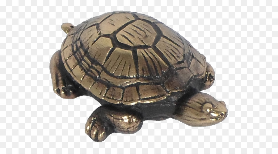 Caixa De Tartarugas，Turtle PNG