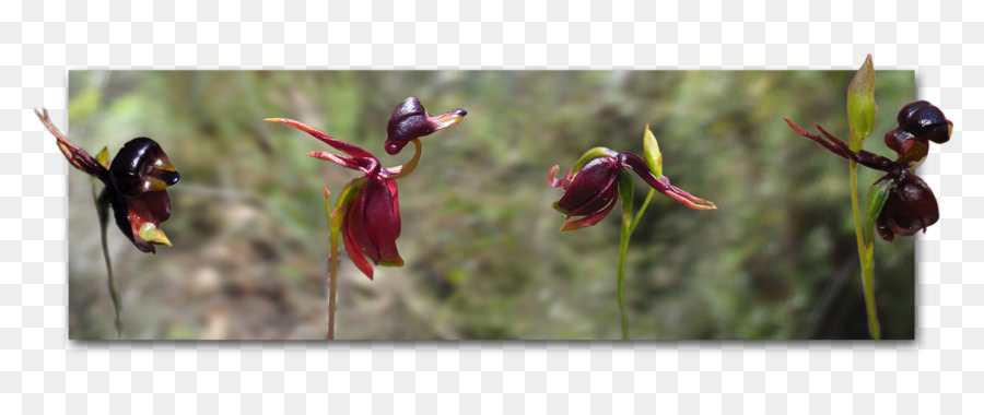 Grande Pato Orquídea，Calean PNG