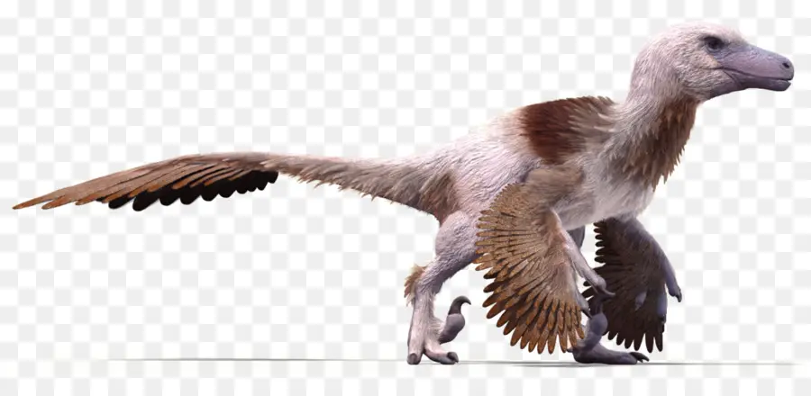 Velociraptor，Dakotaraptor PNG