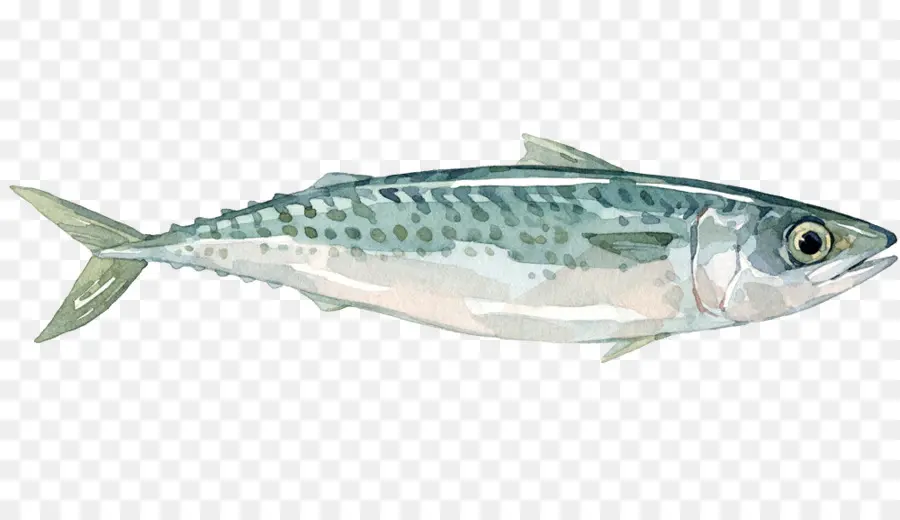 Celacanto，Peixe PNG