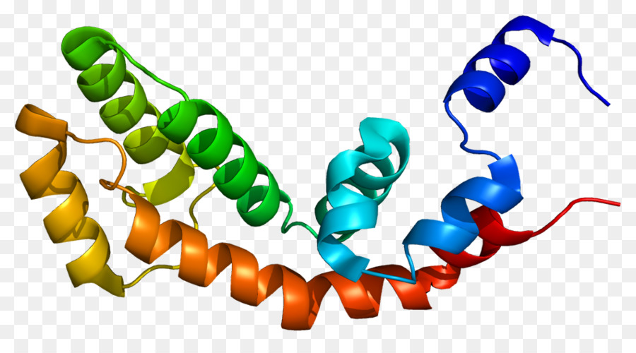 Estrutura Proteica，Biologia PNG